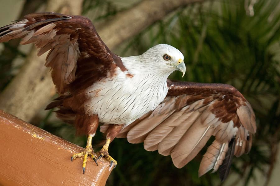 Kuala Lumpur Bird Park, Butterfly Park with Orchid and Hibiscus Garden Day Tour, at 920, Jalan Cenderawasih, Tasik Perdana, Kuala Lumpur