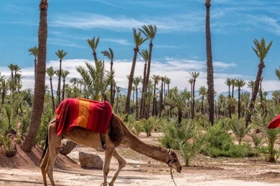 Palmeraie: Guided Quad Adventure & Camel Ride + Transfers from Marrakesh, at Quad Biking Marrakech
