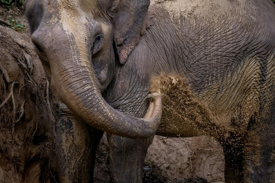 Hidden Forest Elephant Reserve: Guided Tour + Roundtrip Transport, at Hidden Forest Elephant Reserve