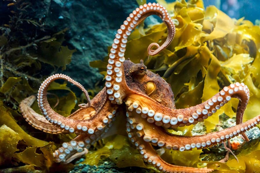 Sea Life Kelly Tarlton's Aquarium Entry Tickets, Auckland