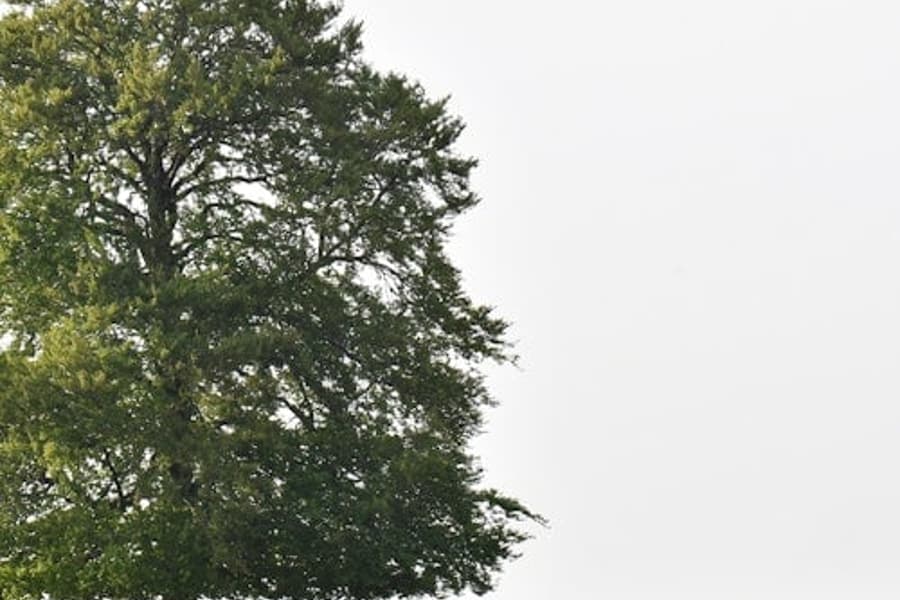 De Hoge Veluwe Ulusal Parkı, at Het Nationale Park De Hoge Veluwe, Otterlo