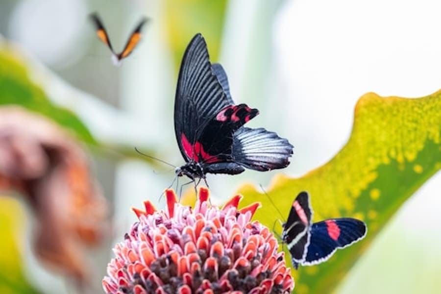 Cockrell Butterfly Center at the Houston Museum of Natural Science: Entry Ticket, Houston