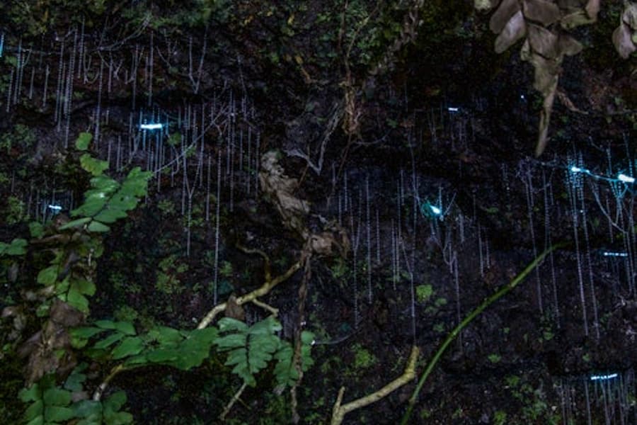 Tour Noturno na Floresta Tropical e Vermes Luminosos a partir de Gold Coast, at Day Trips from Gold Coast, Natural Bridge