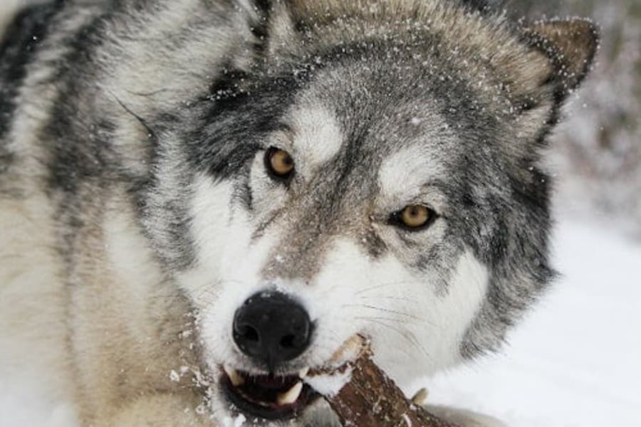 Yamnuska Wolfdog Sanctuary: Entry Ticket + Guided Tour, Calgary