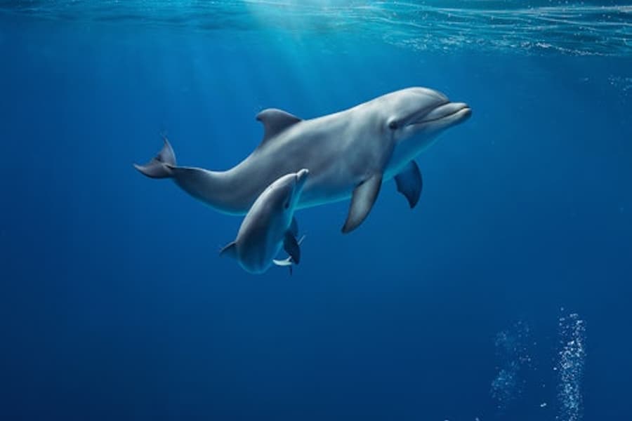 Sædýrasafnið í Genúa: Bókaður aðgangur, at Aquarium of Genoa, Genoa