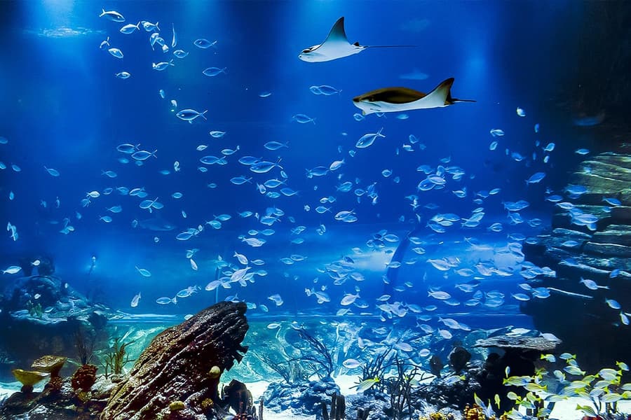 Atlantis Aquarium Madrid Tickets, Madrid