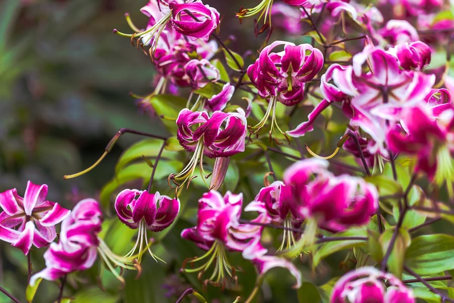 Full-Day Guided City Tour of Hobart & Tickets to MONA, Hobart