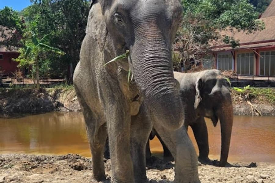 محمية الفيلة الحرية في بوكيت: جولة إرشادية + النقل ذهابًا وإيابًا, at Freedom Elephant Reserve Phuket, Tambon Chalong
