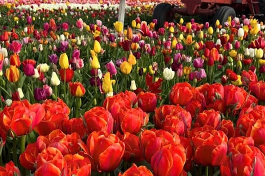 리스: 풍차 크루즈 + '튤립 체험' 방문, at Lisse Windmill Cruises, Lisse