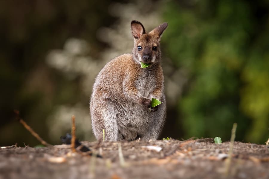 Billets pour la Réserve de Conservation des Koalas et Entrée Facultative aux Parcs Naturels de Phillip Island, at Koala Conservation Reserve, Melbourne
