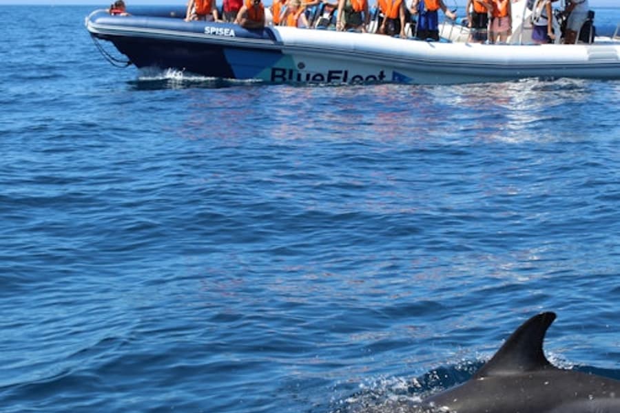 Excursió per veure dofins des de Lagos, Lagos