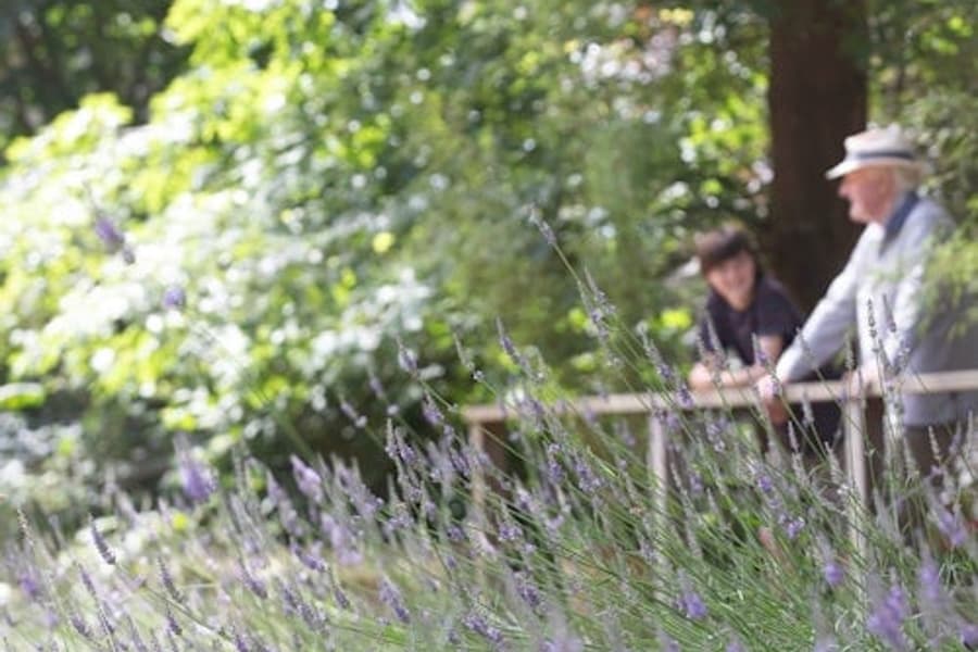 Ashcombe Maze & Lavender Gardens: Entry Ticket, at Ashcombe Maze & Lavender Gardens