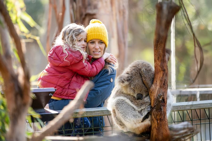 Pass 3 Parc Phillip Island : Défilé des Pingouins, Réserve de Conservation des Koalas & Île Churchill, Melbourne