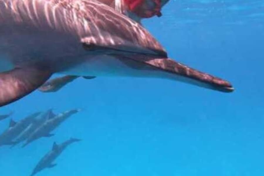 Шааб Самаади: Сноркелинг в Дельфиньем Доме с обедом, at Water Activities in Marsa Alam, Marsa Alam