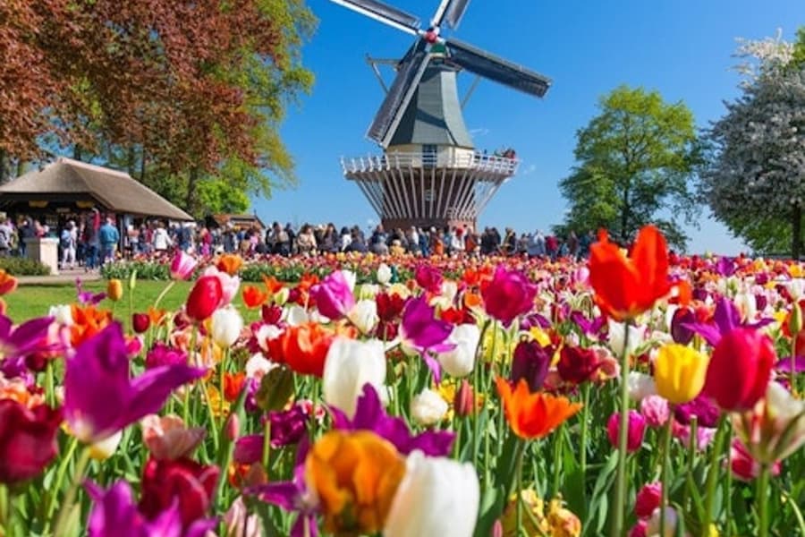Keukenhof & Flower Parade: Entry Ticket + Tulip Tour at Keukenhof
