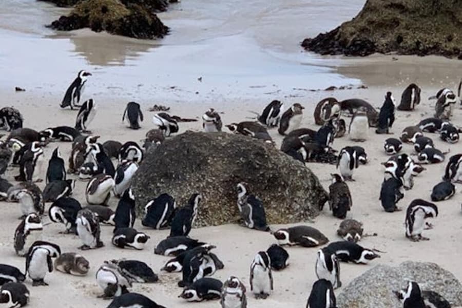 Chuyến Tham Quan Riêng Tư Cape Point & Bãi Biển Boulders Với Cuộc Gặp Gỡ Chim Cánh Cụt, Cape Town