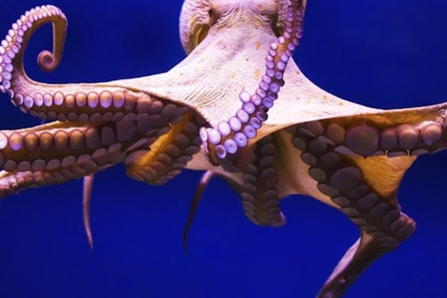 Gran Canaria: Guided Day Tour from Tenerife + Aquarium & Distillery Entry