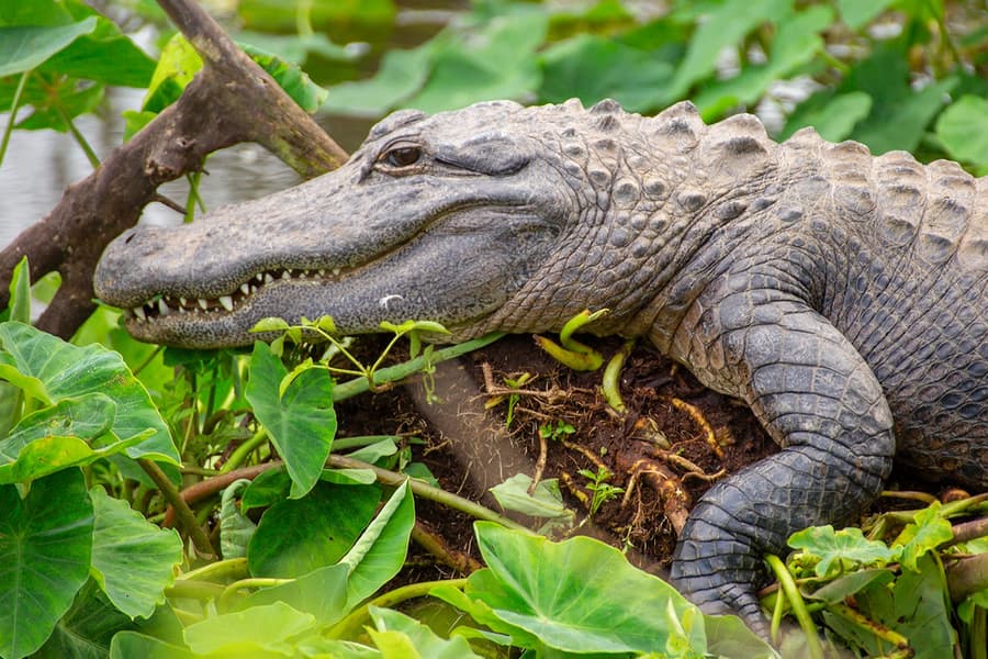 Билети за Gatorland с пропускане на опашката, at Gatorland, 14501 S. Orange Blossom Trail, Orlando
