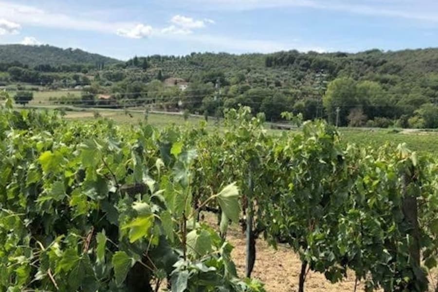 アレッツォ:ヴァル・ディ・キアーナでのワインテイスティング, at Tuscany Wine Tasting, Montalcino