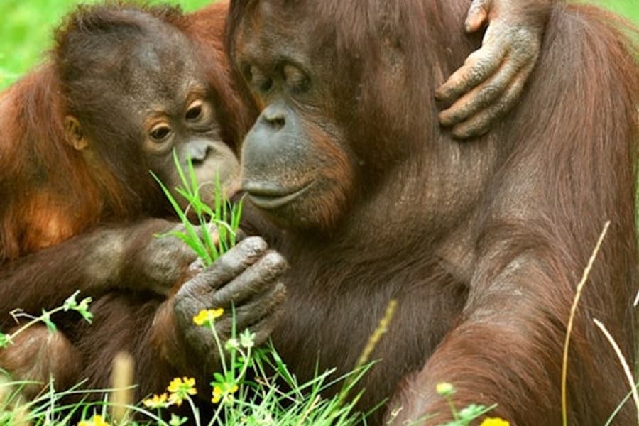 بلیط ورودی به باغوحش و آکواریوم کلن, at Cologne Zoo & Aquarium, Cologne