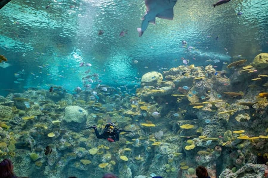 Bioparc Gijon Aquarium: Ticket ng Pagpasok, at Seattle Aquarium, Seattle
