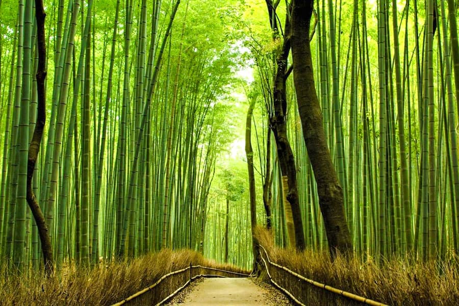 تور میراث کیوتو: آراشیاما، فوشیمی ایناری و کیومیزو-درا با اتوبوس لوکس, at Kyoto Avanti, Kyoto