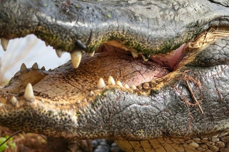 Gatorland Orlando: The Greater Gator Package, at Gatorland