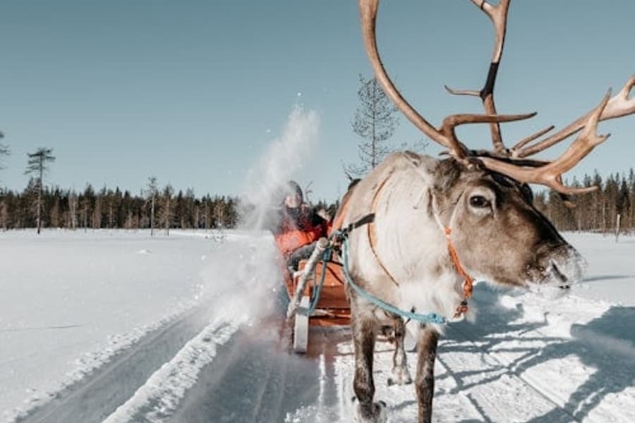 Reindeer Farm: Guided Tour + Transfer, Rovaniemi
