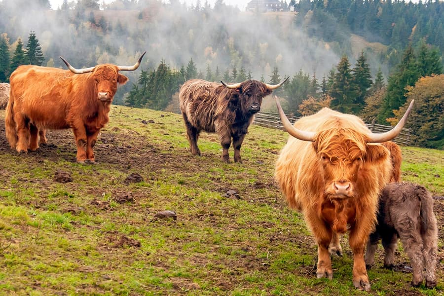 From Edinburgh: Loch Lomond, Stirling Castle & Kelpies Day Trip, Edinburgh