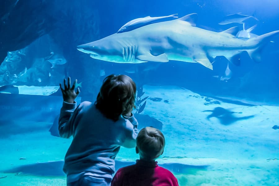 Madrid Zoo Aquarium Entry Tickets, Madrid