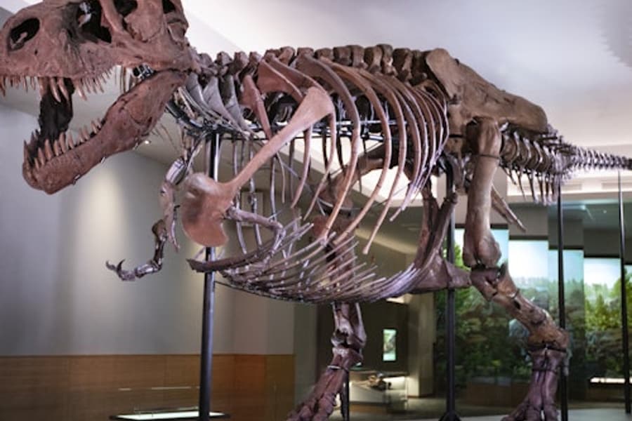 Naturhistoriska Riksmuseet: Inträdesbiljett, at Field Museum of Natural History, Chicago