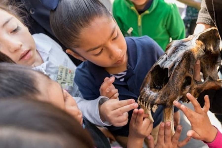 La Brea Tar Pits Museum, Los Angeles
