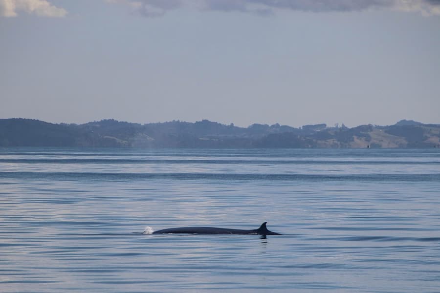 Half-Day Whale and Dolphin Safari Cruise from Auckland, Auckland