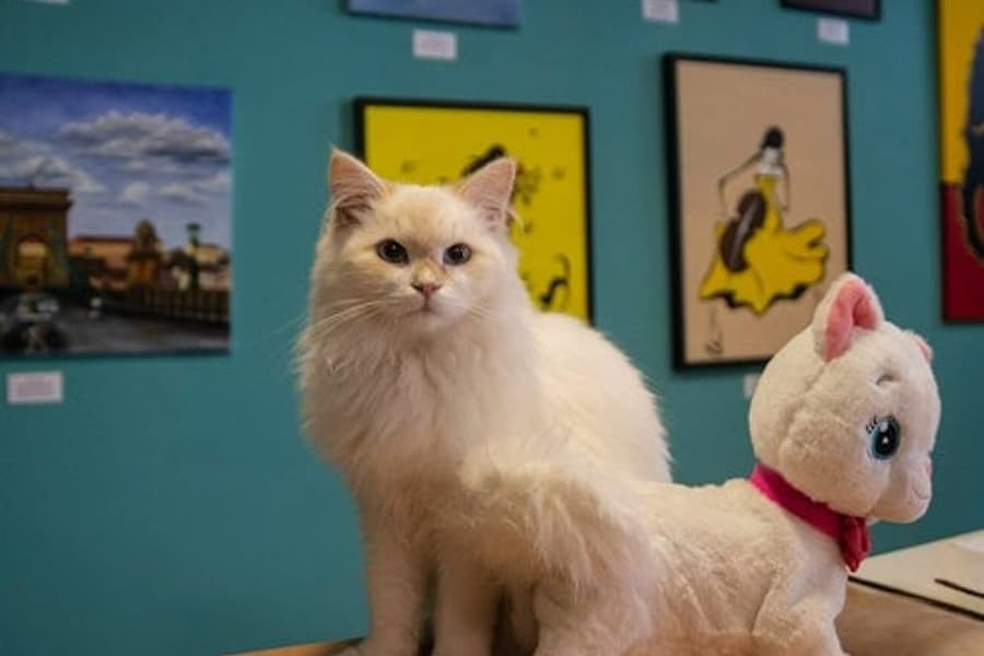موزه گربه بوداپست: بلیط ورود + راهنمای صوتی, at Cat Museum Budapest, Budapest