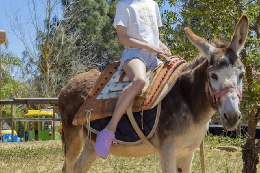 تذكرة دخول إلى كرازي وورلد الغارف بارك, at Krazy World Algarve Zoo & Park, Algoz