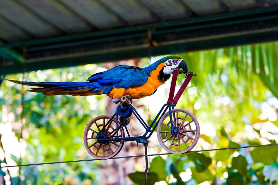 Dubai Dolphinarium: Creek Park Exotic Bird Show Tickets, at Dubai Dolphinarium