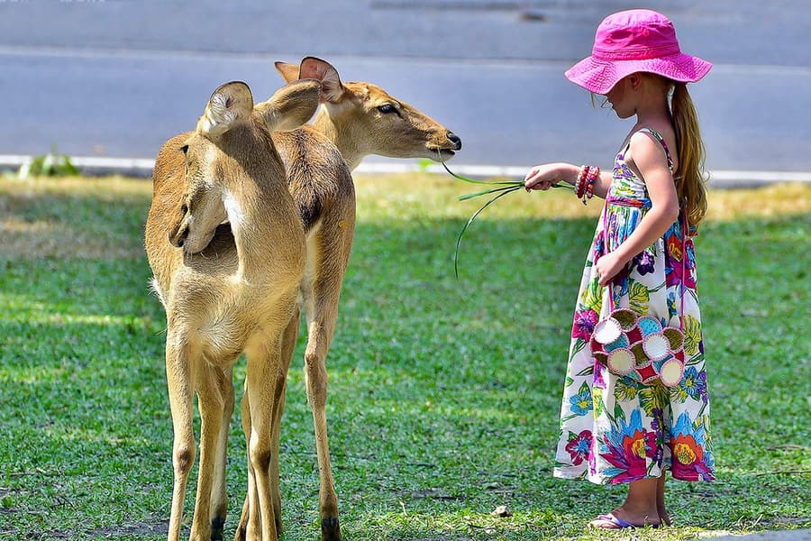 ખાઉ ખાતિયા ઓપન ઝૂ માટે ટિકિટો, at Khao Kheow Open Zoo, Pattaya