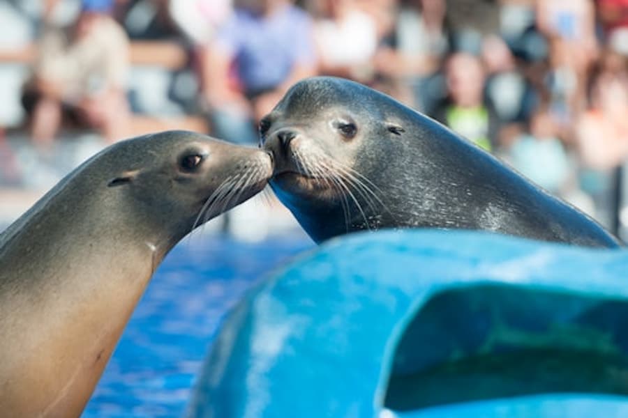 Marineland Mallorca: Skip The Line Ticket at Marineland Mallorca