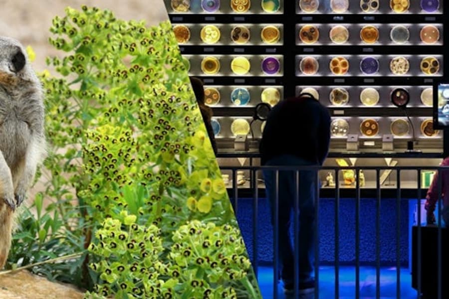 ARTIS Amsterdam Royal Zoo & Micropia: Skip The Line Entry Ticket at ARTIS Amsterdam Royal Zoo