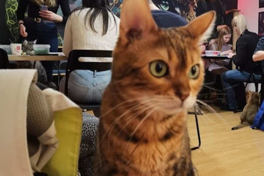 موزه گربه بوداپست: کارگاه نقاشی آکریلیک با راهنمایی, at Cat Museum Budapest, Budapest