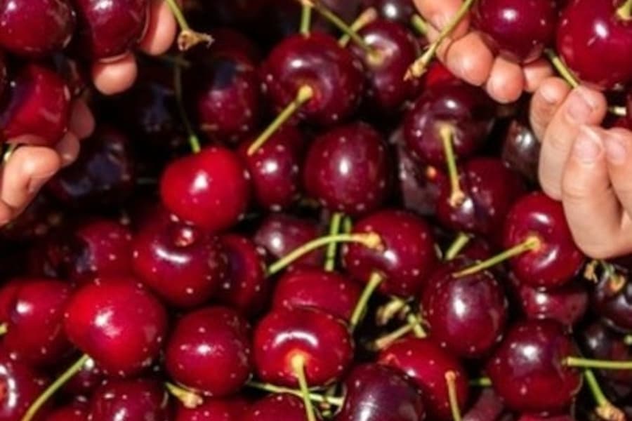 Melbourne: Puffing Billy Steam Train Ride + Cherry Picking & Chocolate Tasting