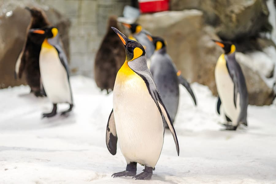 Ski Dubai: Snow Premium Tickets with Penguin Encounter, at Ski Dubai