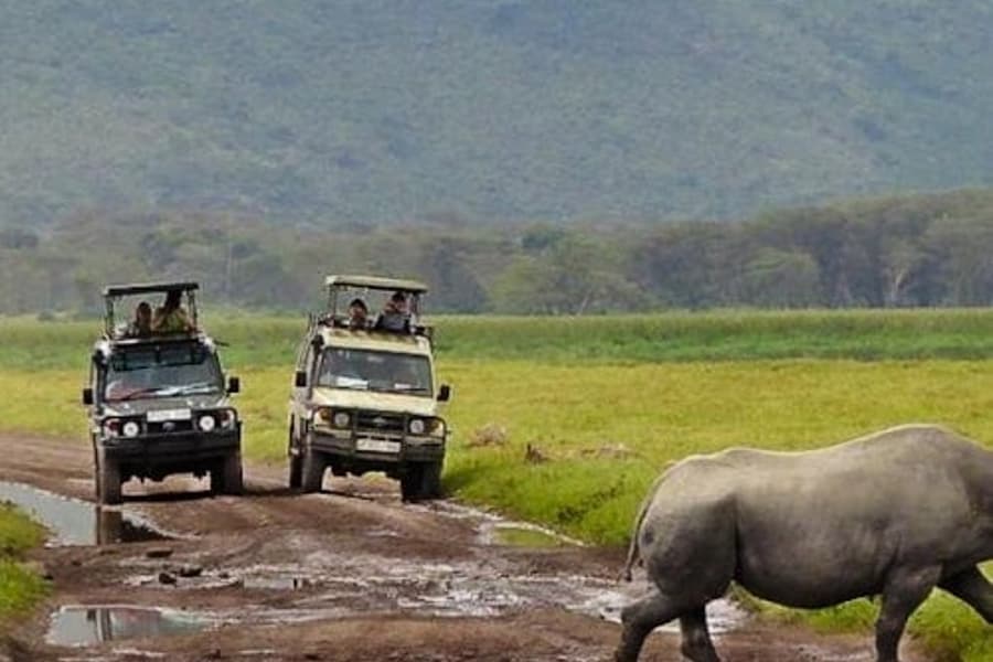 Cape Town: Full-Day Guided Safari + Roundtrip Transfer + Lunch