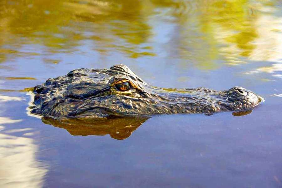 Tur cu aeroglisor în Parcul Național Everglades, at Coopertown The Original Airboat Tour of Everglades National, Miami