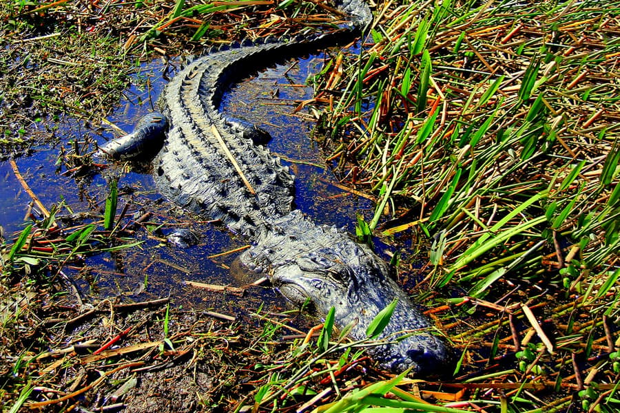 Tour en aerodeslizador de 1 hora por los Everglades con boletos para el Parque de Vida Silvestre, Orlando