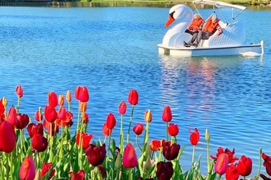 Los Angeles Echo Park: Swan Boats Rental tickets at Echo Park Lake