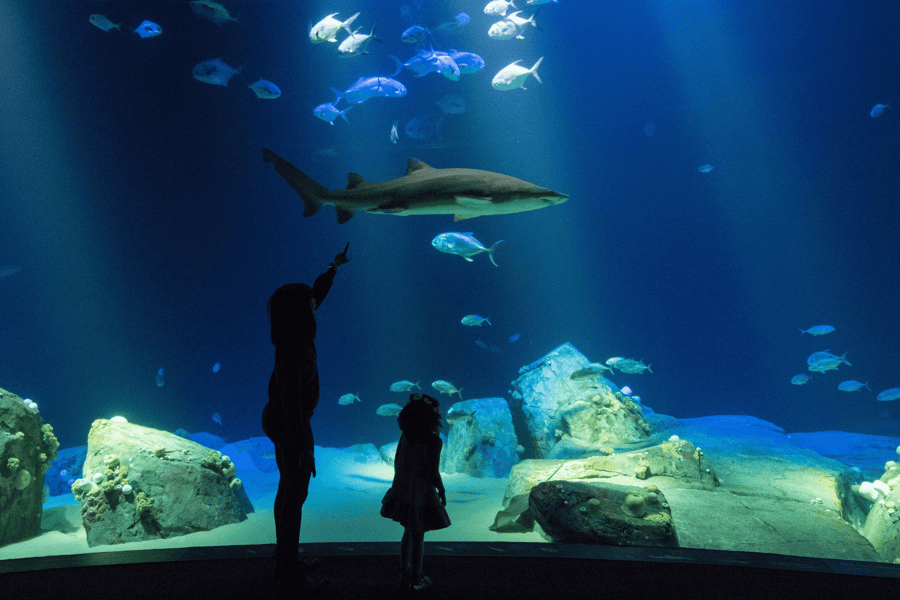 New York Aquarium: Entry Ticket at Family Friendly