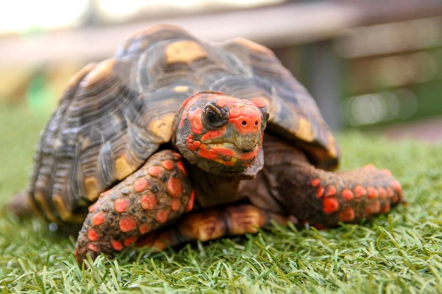 Miami: Everglades Holiday Park Animal Encounter Experience Tickets, at Everglades Holiday Park