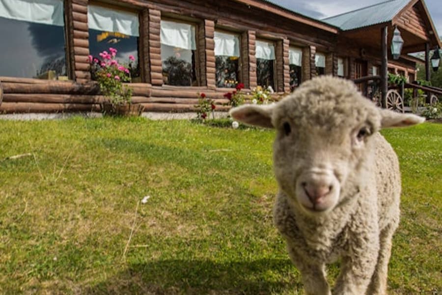 Estancia 25 de Mayo: Guided Tour + Dinner + Roundtrip Transfer from El Calafate, El Calafate