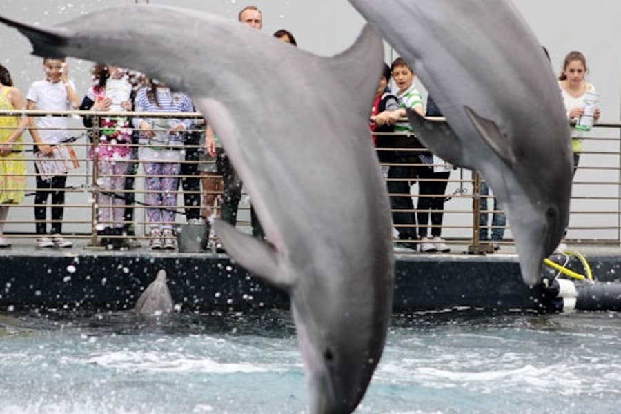 Akvaaríum í Genúa: Aðgöngumiði + Hádegisverður eða Morgunmatur, at Aquarium of Genoa, Genoa